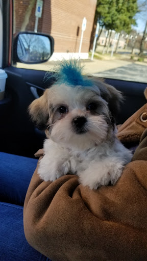 Pet Supply Store «Petco Animal Supplies», reviews and photos, 187 Stonebrook Pl, Jackson, TN 38305, USA