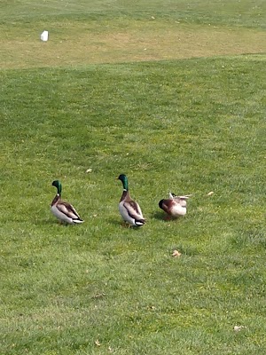 Duck Hollow Golf Club - photo 47