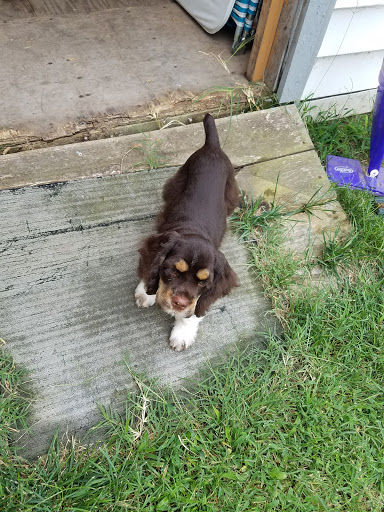 Pet Supply Store «Pet Haven», reviews and photos, 2524 W 13th St N, Wichita, KS 67203, USA