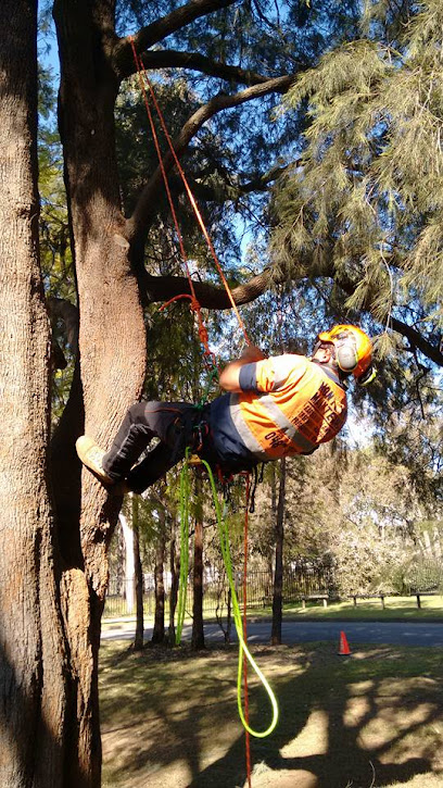 All Tree Services Manning Valley
