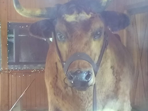 Tourist Attraction «Sycamore Stump», reviews and photos, 1402 Defenbaugh St, Kokomo, IN 46902, USA