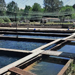 Photo n° 1 de l'avis de jean.i fait le 04/06/2022 à 23:15 pour Ferme du Ciron / Pisciculture du Ciron à Allons