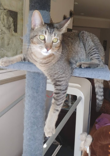 Clothing Store «Ross Dress for Less», reviews and photos, 2745 E Bidwell St, Folsom, CA 95630, USA