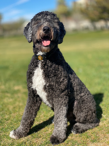 Park «Margaret T. Hance Park», reviews and photos, 67 W Culver St, Phoenix, AZ 85003, USA