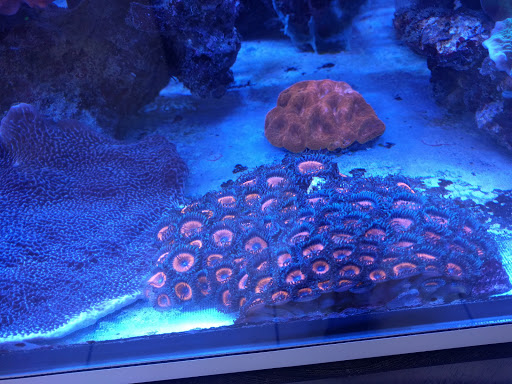 Aquarium «Mid-Cities Aquariums», reviews and photos, 1301 W Glade Rd, Euless, TX 76039, USA