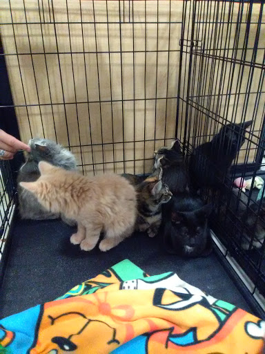 Pet Supply Store «PetSmart», reviews and photos, 8537 W Grand River Ave, Brighton, MI 48116, USA