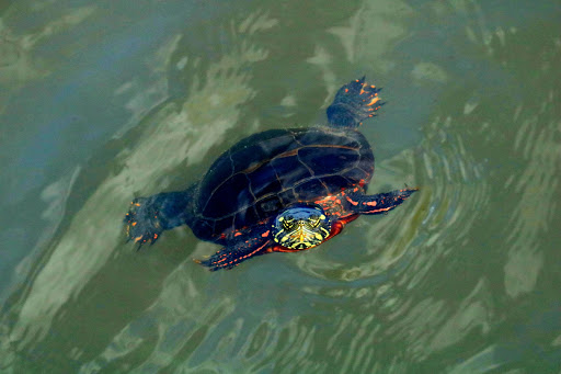 Winery «Gouveia Vineyards», reviews and photos, 1339 Whirlwind Hill Rd, Wallingford, CT 06492, USA