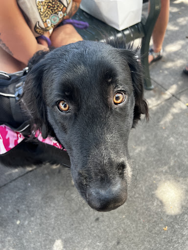 Pet Store «Hendersonville Pet Shop», reviews and photos, 1400 Spartanburg Hwy, Hendersonville, NC 28792, USA