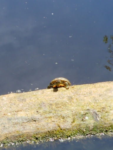 Nature Preserve «Tacoma Nature Center», reviews and photos, 1919 S Tyler St, Tacoma, WA 98405, USA