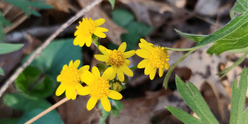 Park «Harrods Creek Park», reviews and photos, 6530 Montero Dr, Prospect, KY 40059, USA