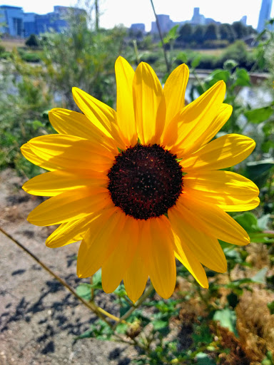 Park «Fishback Park», reviews and photos, 818 Water St, Denver, CO 80211, USA