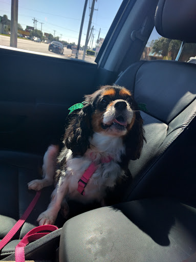 Pet Groomer «Pretty Paws Salon & Spa», reviews and photos, 604 S 77 Sunshine Strip, Harlingen, TX 78550, USA