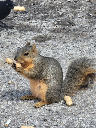 Park «Bowman Springs Park», reviews and photos, 7003 W Poly Webb Rd, Arlington, TX 76016, USA