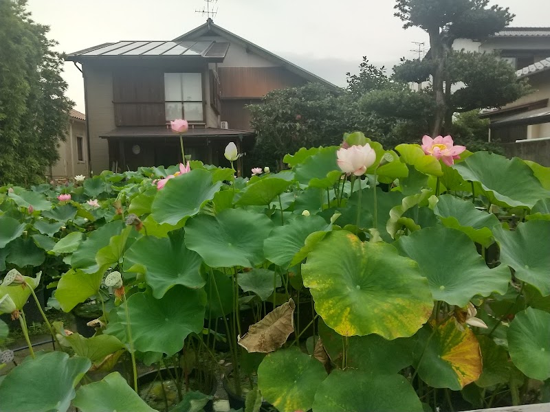 横田古代蓮園