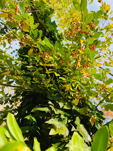 Park «Mansfield Park», reviews and photos, 85 Walker St, Massapequa Park, NY 11762, USA