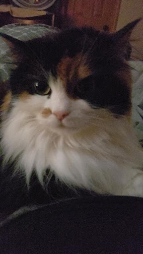 Insurance Agency «Chris Lerchen - State Farm Insurance Agent», reviews and photos