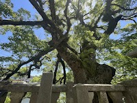 與止日女神社の大楠