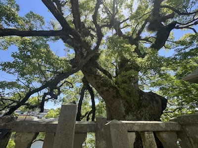 與止日女神社の大楠