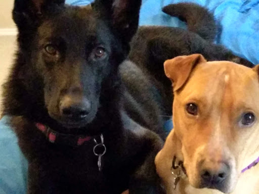 Matthew Braunschmidt, DVM image