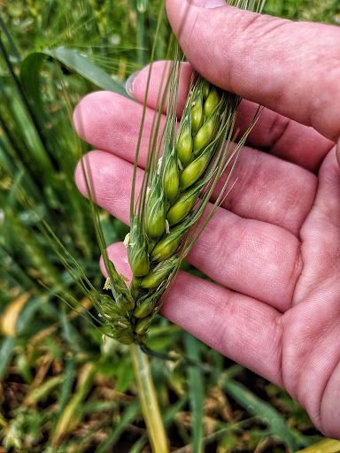 Bakery «Camas Country Bakery and Store», reviews and photos, 91948 Purkerson Rd, Junction City, OR 97448, USA