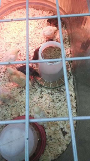 Department Store «Rural King», reviews and photos, 430 Oberlin Rd, Elyria, OH 44035, USA