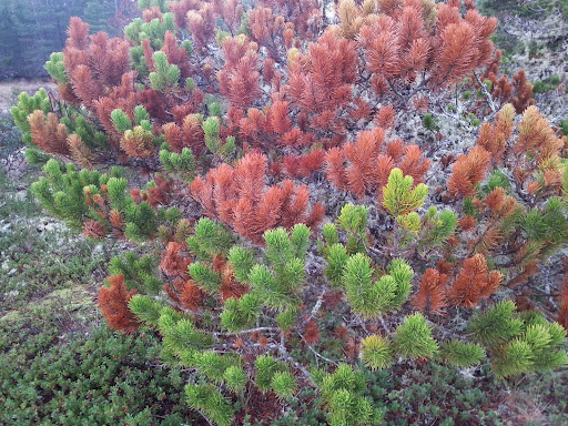 Golf Course «Ocean Dunes Golf Course», reviews and photos, 15 Onadoone Ct, Florence, OR 97439, USA