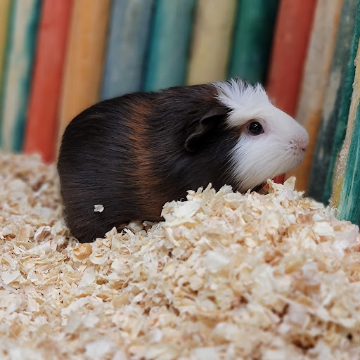 Pet Supply Store «The Village Pet Shoppe, LLC», reviews and photos, 1150 Carlisle St, Hanover, PA 17331, USA