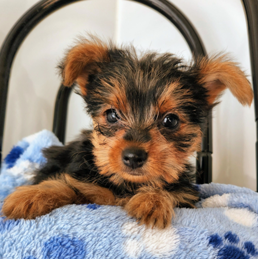 Yorkie Puppies For Sale Ontario