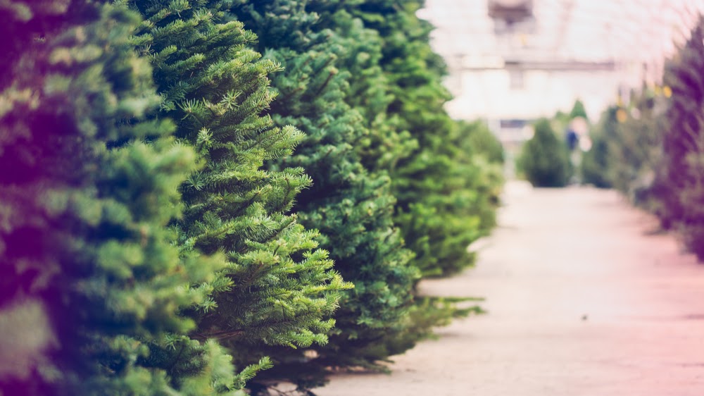 Davenport Christmas Tree Farm