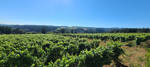 Winery «Raptor Ridge Winery», reviews and photos, 18700 SW Hillsboro Hwy, Newberg, OR 97132, USA