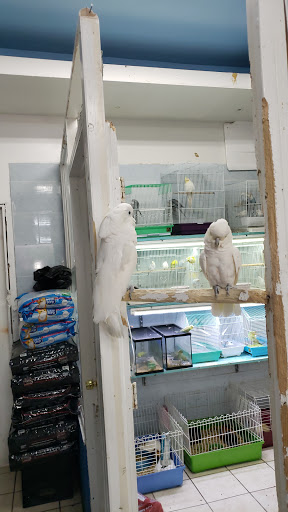 Pet Store «Tropical Pets Inc.», reviews and photos, 37-65 103rd St, Corona, NY 11368, USA