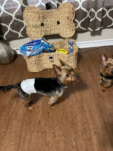 Pet Supply Store «EarthWise Pet Supply - Richardson», reviews and photos, 1310 W Campbell Rd #128, Richardson, TX 75080, USA