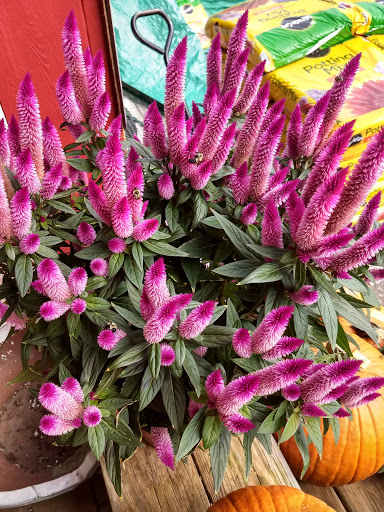 Landscaper «Garden Greenhouse & Nursery», reviews and photos, 1919 U.S. 9, Cape May Court House, NJ 08210, USA