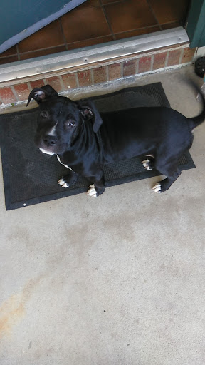 Pet Supply Store «PetSmart», reviews and photos, 1919 Wells Rd, Orange Park, FL 32073, USA