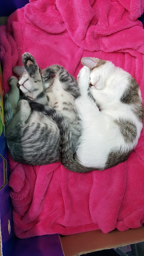 Thrift Store «Boomerangs Thrift Store», reviews and photos, 2365 Wilton Dr, Wilton Manors, FL 33305, USA