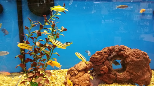 Pet Supply Store «Petco Animal Supplies», reviews and photos, 5631 Grove Blvd, Hoover, AL 35226, USA