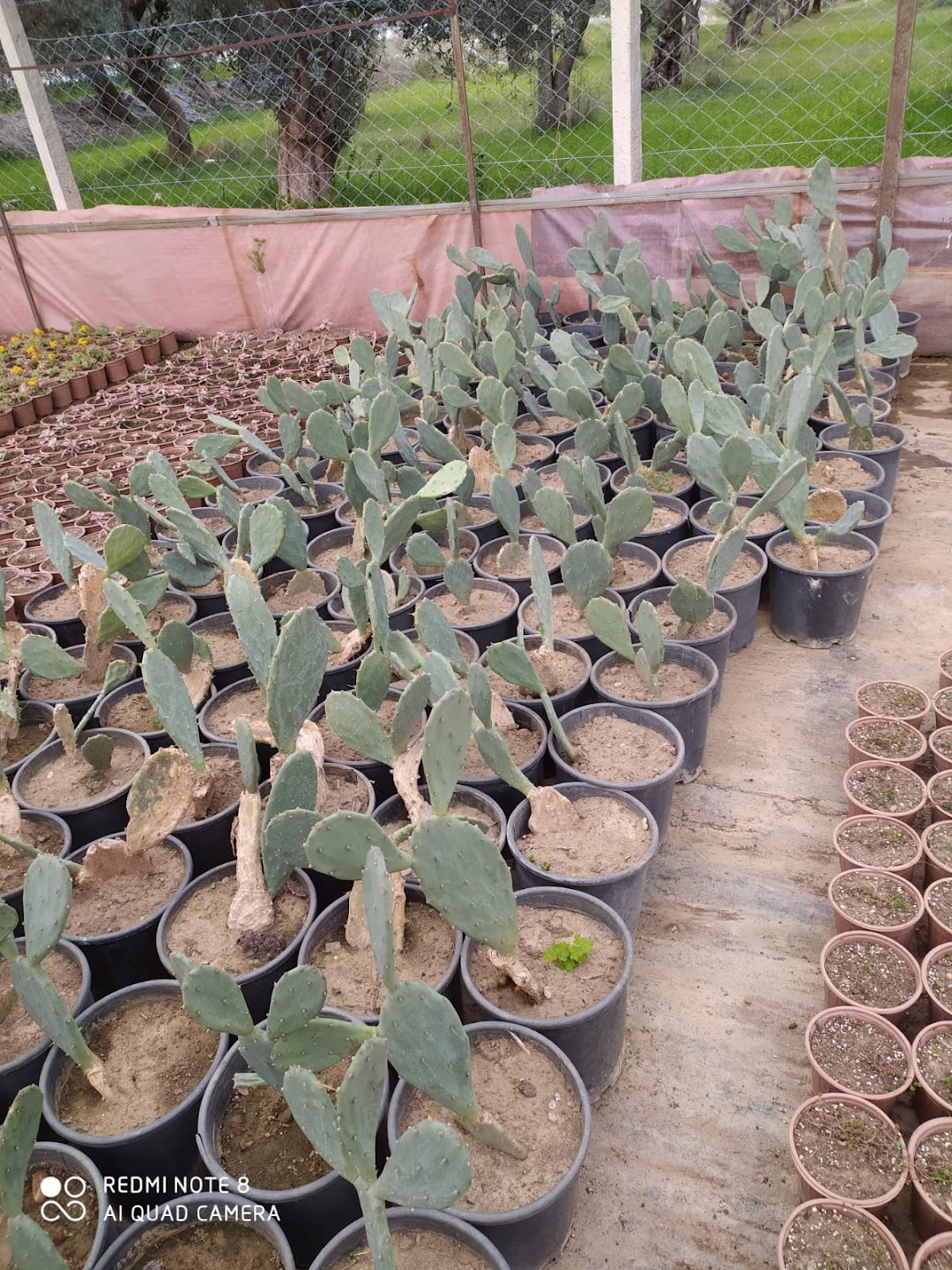 Akademi sulama peyzaj bitki