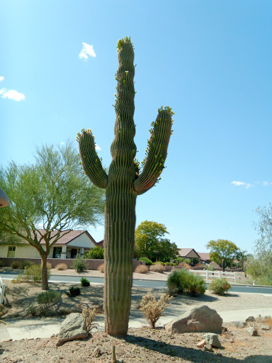 Golf Club «Golf Club at Johnson Ranch», reviews and photos, 30761 W Golf Club Dr, San Tan Valley, AZ 85143, USA