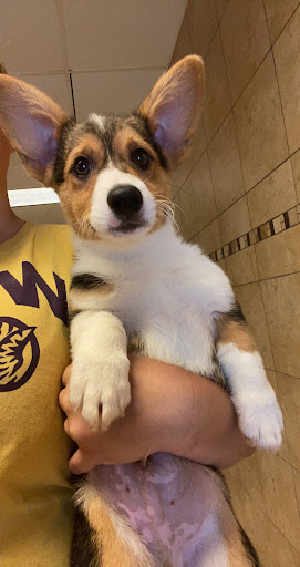 Pet Supply Store «Lil Rascals», reviews and photos, 10035 Gulf Center Dr #105, Fort Myers, FL 33913, USA