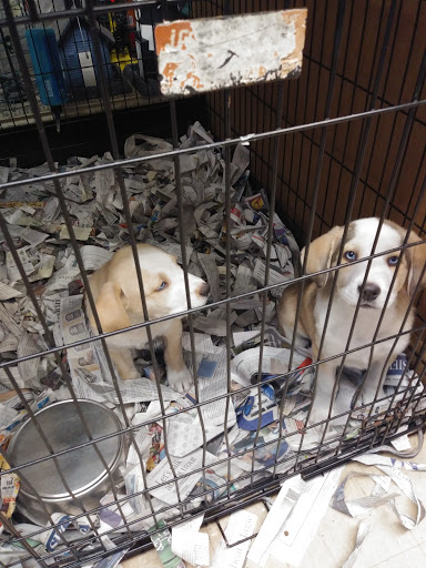 Liberty Agway Pet Center, 11 Bon Jovi Ln, Liberty, NY 12754, USA, 