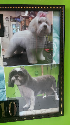 Pet Groomer «Puppies & Grooming», reviews and photos, 28858 S Dixie Hwy, Homestead, FL 33033, USA