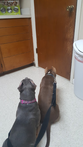 Animal Hospital «Animal Medical Corpus Christi», reviews and photos, 6822 Everhart Rd, Corpus Christi, TX 78413, USA