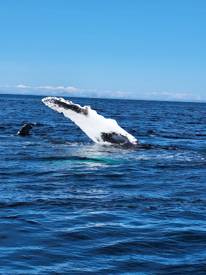 Mariner Cruises Whale and Seabird Tours