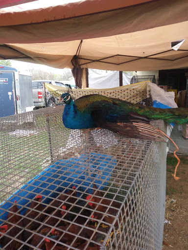 Flea Market «Las Esperanza Flea Market», reviews and photos, 18820 Pleasanton Rd, San Antonio, TX 78221, USA