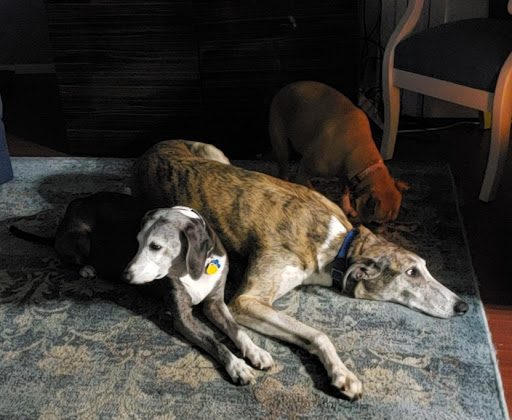 Pet Supply Store «Mini Pet Mart», reviews and photos, 1450 NE Hwy 101, Lincoln City, OR 97367, USA