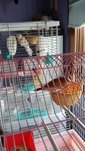 Pet Store «Off The Hook Exotics Pet Shop», reviews and photos, 926 5th Ave, Coraopolis, PA 15108, USA