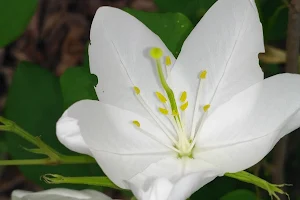 Pond image