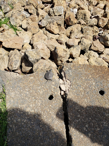 Golf Course «Edinburgh Golf Course», reviews and photos, 8700 Edinbrook Crossing, Brooklyn Park, MN 55443, USA