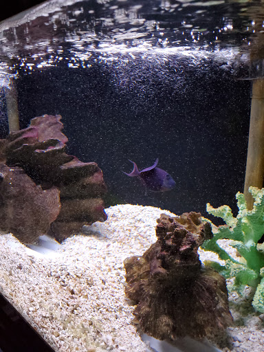 Tropical Fish Store «Marine Oasis», reviews and photos, 5340 W Ridge Rd, Spencerport, NY 14559, USA