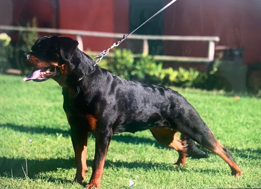 Tesori Etruschi allevamento Rottweiler